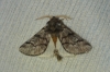 Thaumetopoea pityocampa
