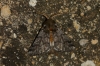 Thaumetopoea pityocampa