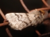 Thaumetopoea pityocampa