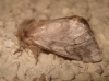 Thaumetopoea pityocampa