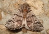 Thaumetopoea pityocampa