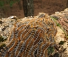 Thaumetopoea pityocampa