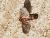 Thaumetopoea pityocampa