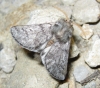 Thaumetopoea pityocampa