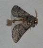 Thaumetopoea pityocampa