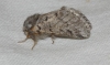 Thaumetopoea pityocampa