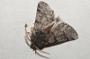 Thaumetopoea pityocampa