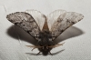 Thaumetopoea pityocampa