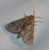 Thaumetopoea pityocampa