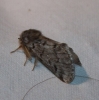 Thaumetopoea pityocampa
