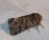 Thaumetopoea pityocampa