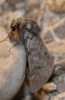 Thaumetopoea pityocampa
