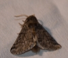 Thaumetopoea pityocampa