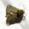 Thaumetopoea pityocampa