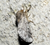 Thaumetopoea pityocampa