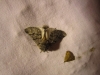 Thaumetopoea pityocampa