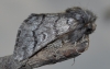 Thaumetopoea pityocampa
