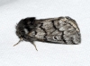 Thaumetopoea pityocampa
