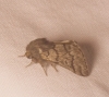Thaumetopoea pityocampa