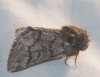 Thaumetopoea pityocampa