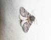 Thaumetopoea pityocampa
