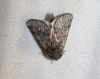 Thaumetopoea pityocampa
