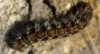 Thaumetopoea pityocampa