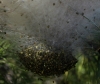 Thaumetopoea pityocampa