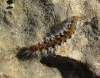 Thaumetopoea pityocampa