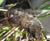 Thaumetopoea pityocampa