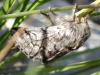 Thaumetopoea pityocampa