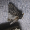 Thaumetopoea pityocampa