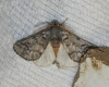 Thaumetopoea pityocampa
