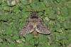 Thaumetopoea pityocampa