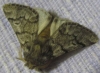 Thaumetopoea pityocampa