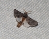 Thaumetopoea pityocampa