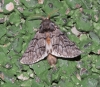 Thaumetopoea pityocampa