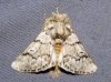 Thaumetopoea pityocampa