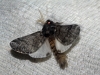 Thaumetopoea pityocampa