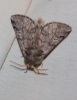 Thaumetopoea pityocampa