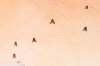 Thaumetopoea pityocampa