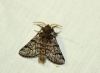 Thaumetopoea pityocampa
