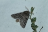 Thaumetopoea pityocampa