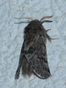 Thaumetopoea pityocampa