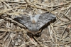 Thaumetopoea pityocampa