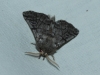 Thaumetopoea pityocampa