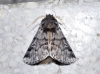 Thaumetopoea pityocampa