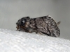 Thaumetopoea pityocampa