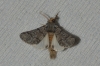 Thaumetopoea pityocampa