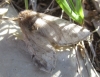 Thaumetopoea sp.